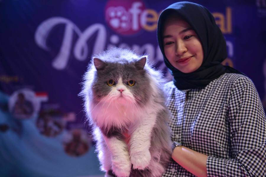 Festival de gatos celebrado en Banda Aceh, provincia de Indonesia. Varios tipos de gatos son traídos por sus dueños para ser disputados en seis categorías