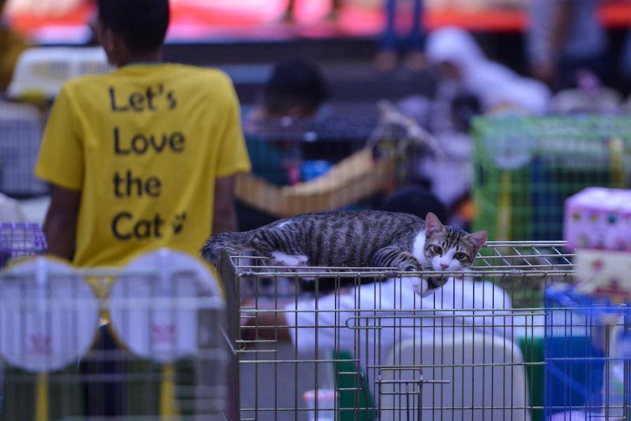 Festival de gatos celebrado en Banda Aceh, provincia de Indonesia. Varios tipos de gatos son traídos por sus dueños para ser disputados en seis categorías