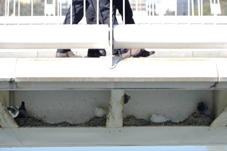 El Ayuntamiento de Murcia limpia el puente del Reina Sofía, donde anidan más de 400 ejemplares