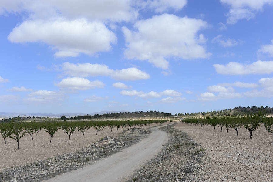 Las zonas afectadas se concentran en el Altiplano, Alto Guadalentín, Vega Alta y Noroeste. Entre los cultivos más afectados se encuentran los de almendro, albaricoque, melocotón, nectarina y tomate