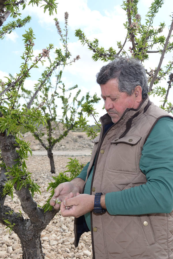 Las zonas afectadas se concentran en el Altiplano, Alto Guadalentín, Vega Alta y Noroeste. Entre los cultivos más afectados se encuentran los de almendro, albaricoque, melocotón, nectarina y tomate