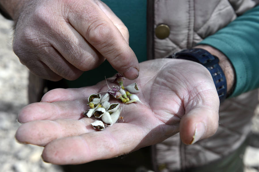 Las zonas afectadas se concentran en el Altiplano, Alto Guadalentín, Vega Alta y Noroeste. Entre los cultivos más afectados se encuentran los de almendro, albaricoque, melocotón, nectarina y tomate