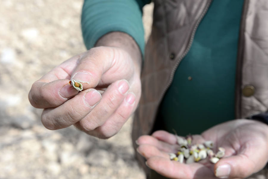 Las zonas afectadas se concentran en el Altiplano, Alto Guadalentín, Vega Alta y Noroeste. Entre los cultivos más afectados se encuentran los de almendro, albaricoque, melocotón, nectarina y tomate