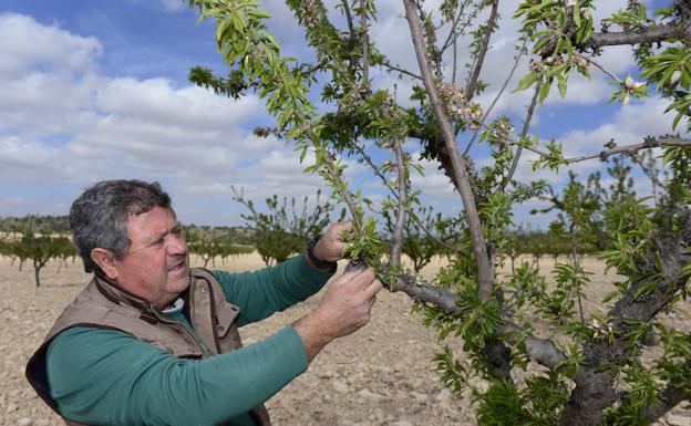 Un hombre comprueba las heladas producidas en cultivos de almendro.