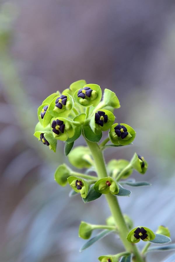 Historia al natural en la Sierra de la Pila abaranera.