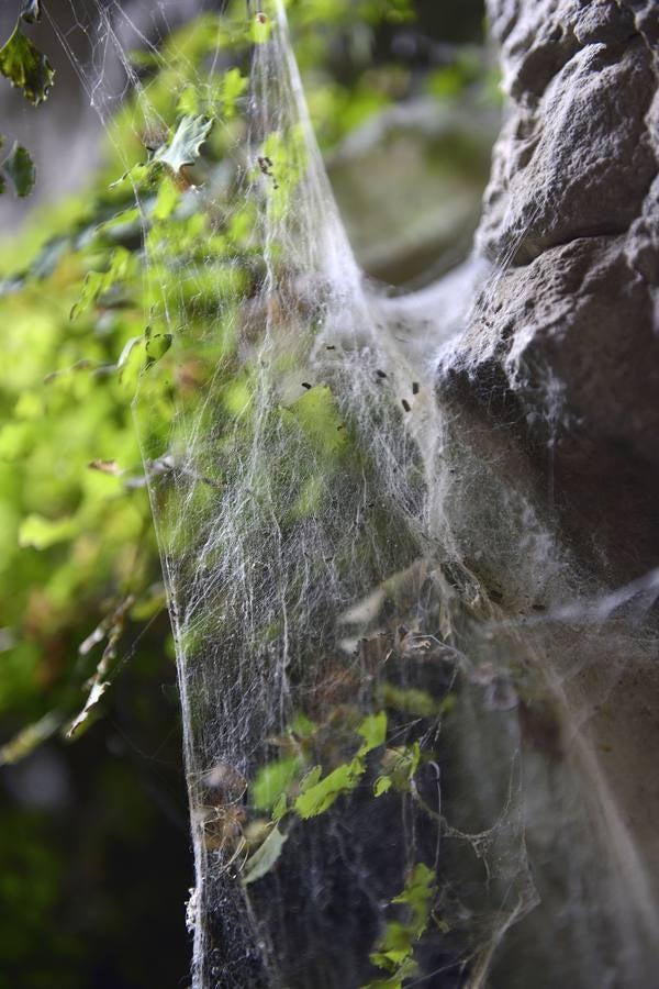 Historia al natural en la Sierra de la Pila abaranera.
