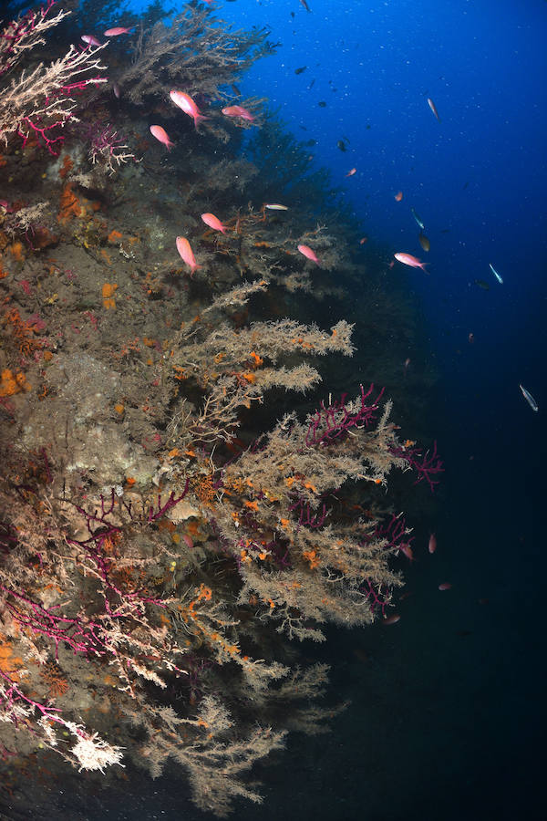 La Universidad de Murcia lanza el proyecto de ciencia ciudadana 'Centinelas del mar', para detectar cambios en la biodiversidad marina