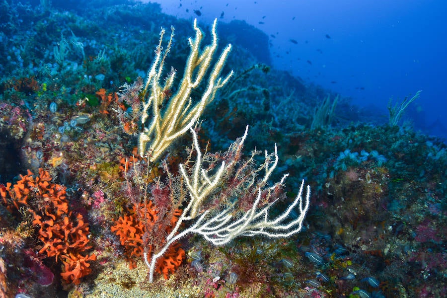 La Universidad de Murcia lanza el proyecto de ciencia ciudadana 'Centinelas del mar', para detectar cambios en la biodiversidad marina