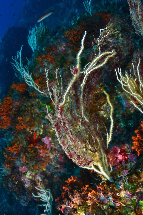 La Universidad de Murcia lanza el proyecto de ciencia ciudadana 'Centinelas del mar', para detectar cambios en la biodiversidad marina