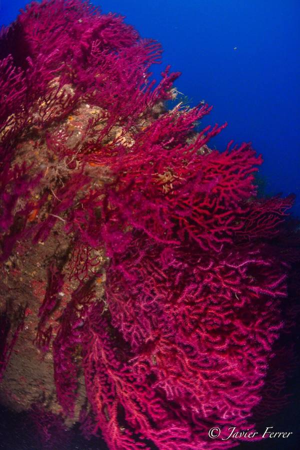 La Universidad de Murcia lanza el proyecto de ciencia ciudadana 'Centinelas del mar', para detectar cambios en la biodiversidad marina