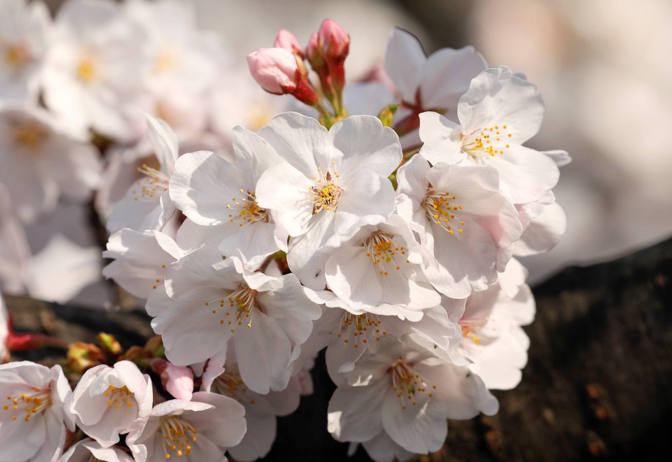 Los pétalos blancos recién florecidos de los cerezos llenan de belleza y turistas los parques de Tokio (Japón). En Washington, el Festival Nacional de Cerezos en Flor 2019 conmemora el regalo realizado en 1912 por el alcalde de Tokio Yukio Ozaki, consistente en 3.000 cerezos para la capital estadounidense. 