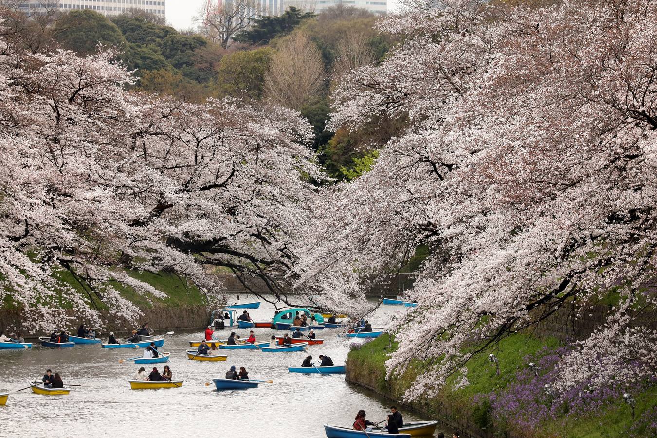 Los pétalos blancos recién florecidos de los cerezos llenan de belleza y turistas los parques de Tokio (Japón). En Washington, el Festival Nacional de Cerezos en Flor 2019 conmemora el regalo realizado en 1912 por el alcalde de Tokio Yukio Ozaki, consistente en 3.000 cerezos para la capital estadounidense. 