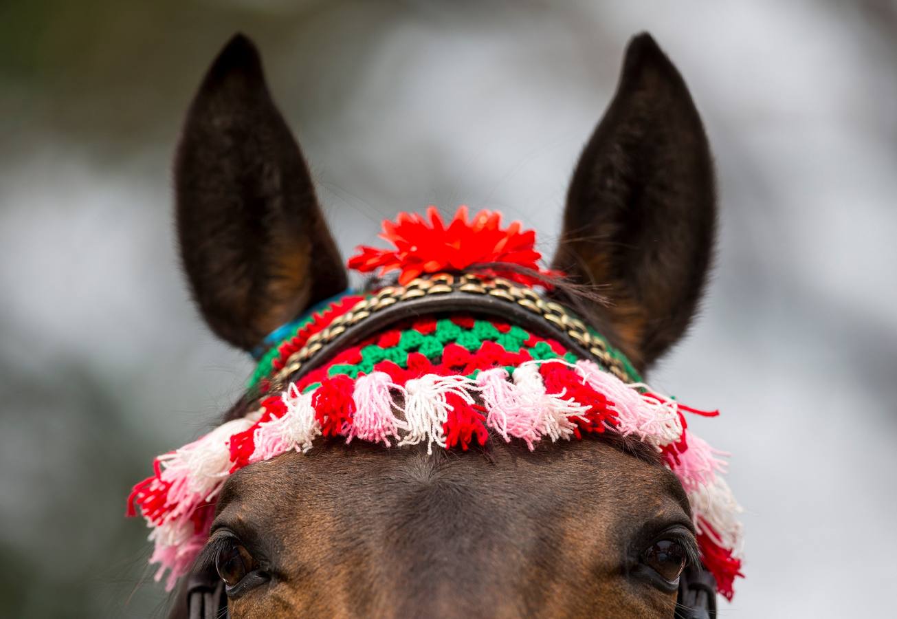 Celebración del tradicional festival hípico Ghode Jatra en Katmandú (Nepal). Este evento lo organiza el Ejército nepalés para alejar a los demonios. Miles de ciudadanos de todo el país asisten al festival.