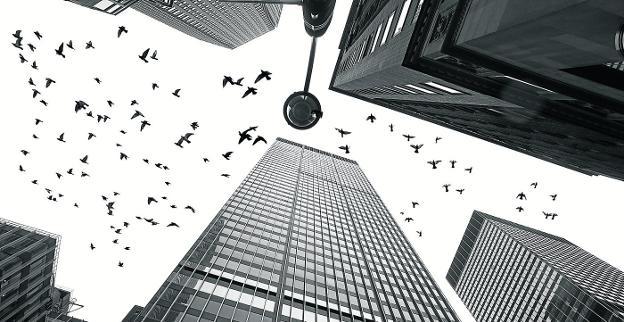 Las noches de niebla o lluvia obligan a volar bajo a los pájaros migratorios, que quedan atrapados en laberintos de rascacielos . 