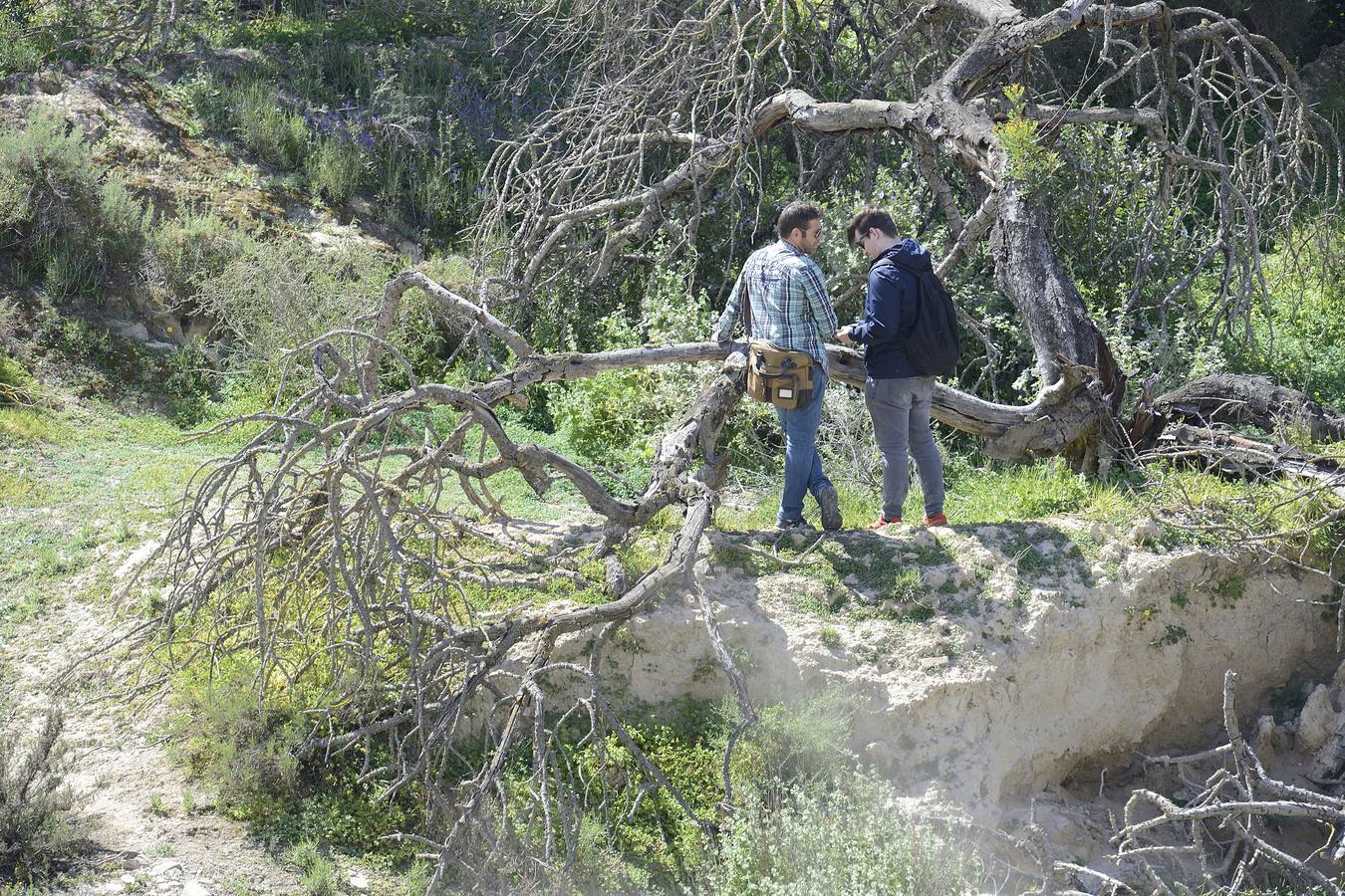 Murcia, Cartagena, Lorca, Jumilla, Abanilla, La Unión y Calasparra no tienen plan antiincendios pese al riesgo de sufrir un fuego en sus montes.