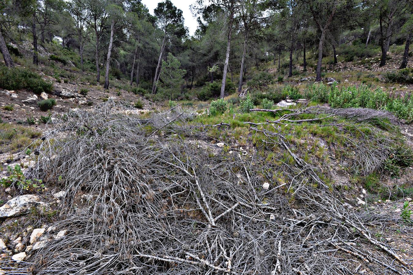 Murcia, Cartagena, Lorca, Jumilla, Abanilla, La Unión y Calasparra no tienen plan antiincendios pese al riesgo de sufrir un fuego en sus montes.