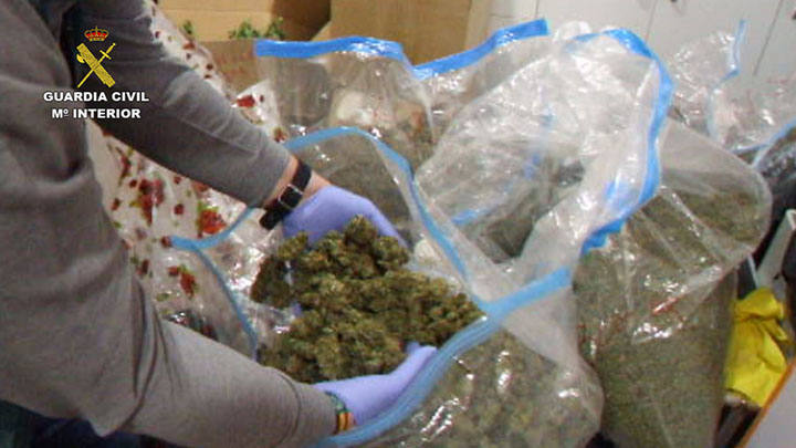 Detienen a once integrantes del grupo delictivo por delitos de tráfico de drogas, tenencia ilícita de armas y defraudación de fluido eléctrico, entre otros. Se incautaron 400 plantas, 100 kg de esta sustancia, 100 dosis de cocaína y 300 gramos de hachís