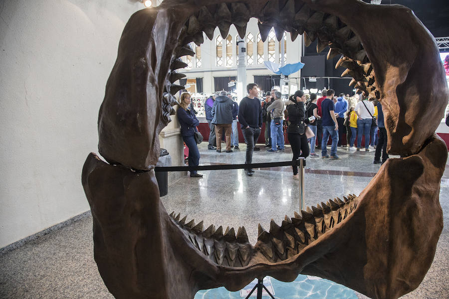 Una de las principales atracciones de la exposición es la reproducción a tamaño real de una mandíbula de un 'Carcharodon Megalodon', un tiburón que podía alcanzar hasta 120 metros de tamaño