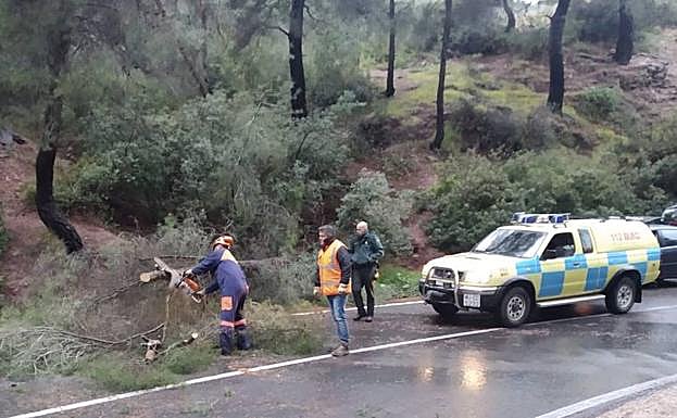 Efectivos de emergencias apartan un árbol caído sobre una carretera.