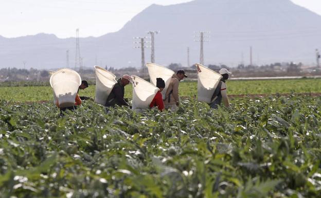 Recogida de alcachofa en el campo de Cartagena. 