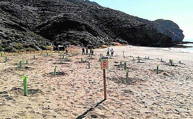 Repoblación en la playa de Calnegre, el domingo 14. 