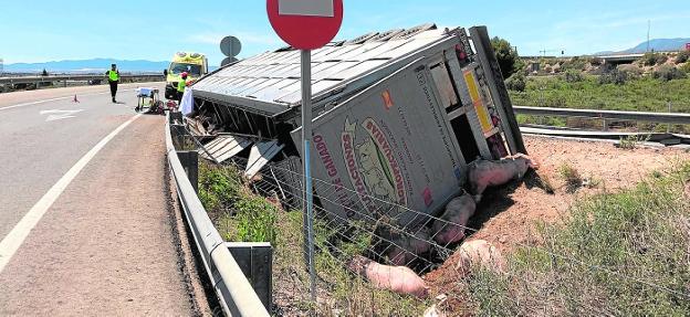 Vuelca un cami n con 214 cerdos al salirse de la autov a a la