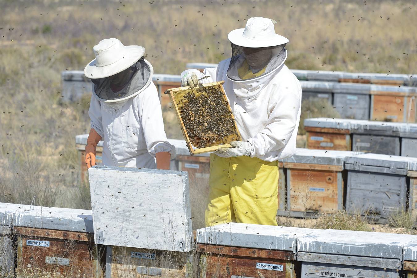 Ana Marín y Cristóbal Martínez, apicultores de Caravaca y propietarios de Miel Fuente Marqués, llevan 15 años al frente de su particular y numerosísimo 'rebaño' de unos 90 millones de cabezas.