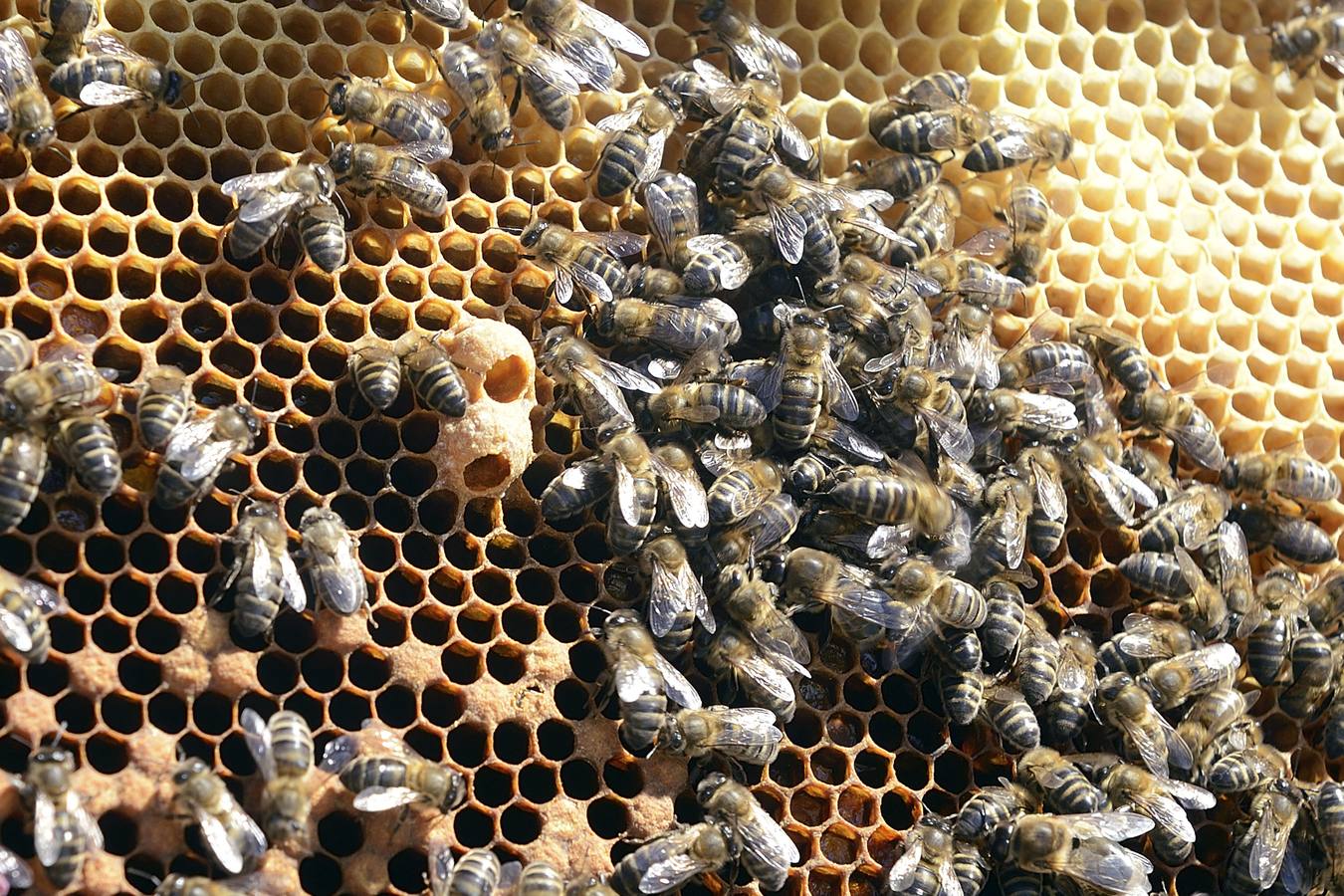 Ana Marín y Cristóbal Martínez, apicultores de Caravaca y propietarios de Miel Fuente Marqués, llevan 15 años al frente de su particular y numerosísimo 'rebaño' de unos 90 millones de cabezas.