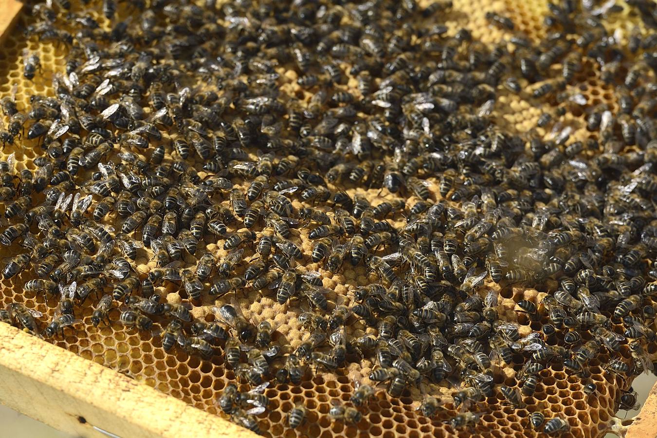 Ana Marín y Cristóbal Martínez, apicultores de Caravaca y propietarios de Miel Fuente Marqués, llevan 15 años al frente de su particular y numerosísimo 'rebaño' de unos 90 millones de cabezas.