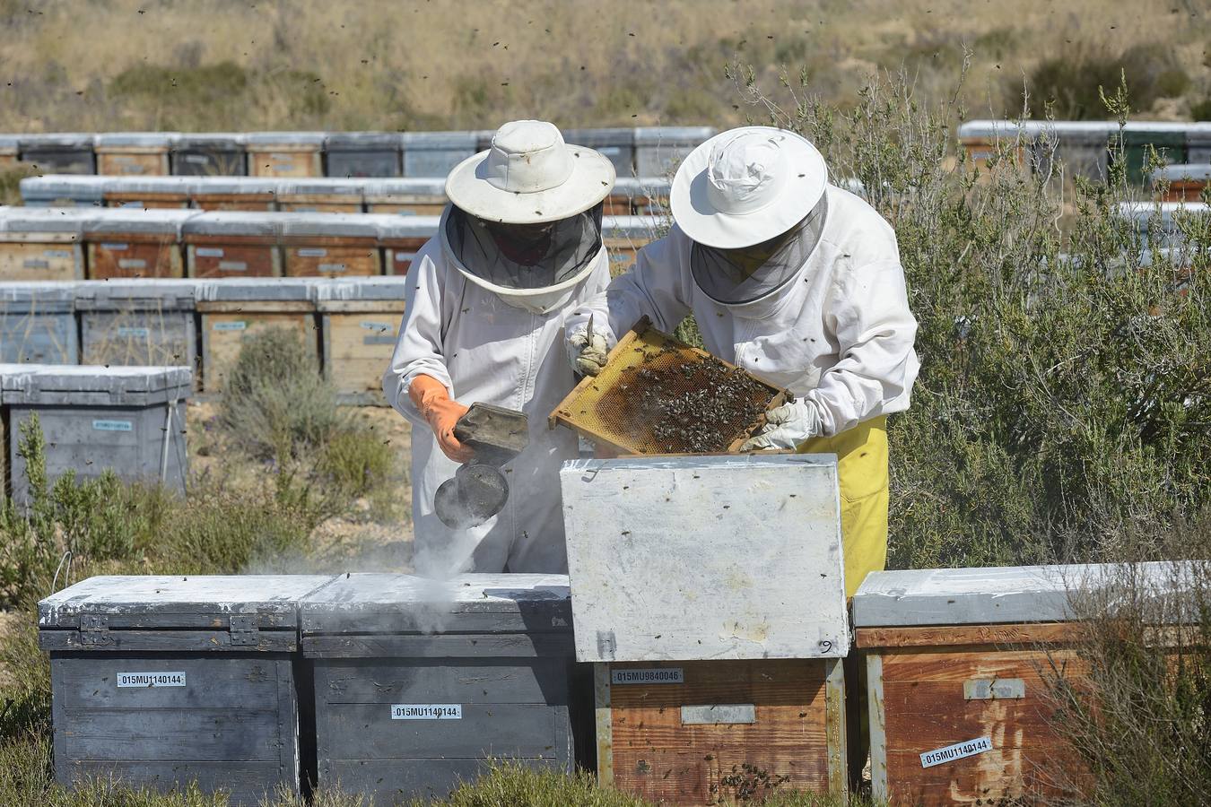 Ana Marín y Cristóbal Martínez, apicultores de Caravaca y propietarios de Miel Fuente Marqués, llevan 15 años al frente de su particular y numerosísimo 'rebaño' de unos 90 millones de cabezas.