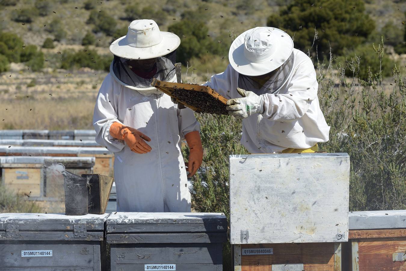 Ana Marín y Cristóbal Martínez, apicultores de Caravaca y propietarios de Miel Fuente Marqués, llevan 15 años al frente de su particular y numerosísimo 'rebaño' de unos 90 millones de cabezas.