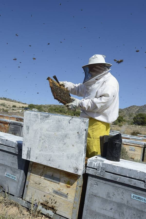 Ana Marín y Cristóbal Martínez, apicultores de Caravaca y propietarios de Miel Fuente Marqués, llevan 15 años al frente de su particular y numerosísimo 'rebaño' de unos 90 millones de cabezas.