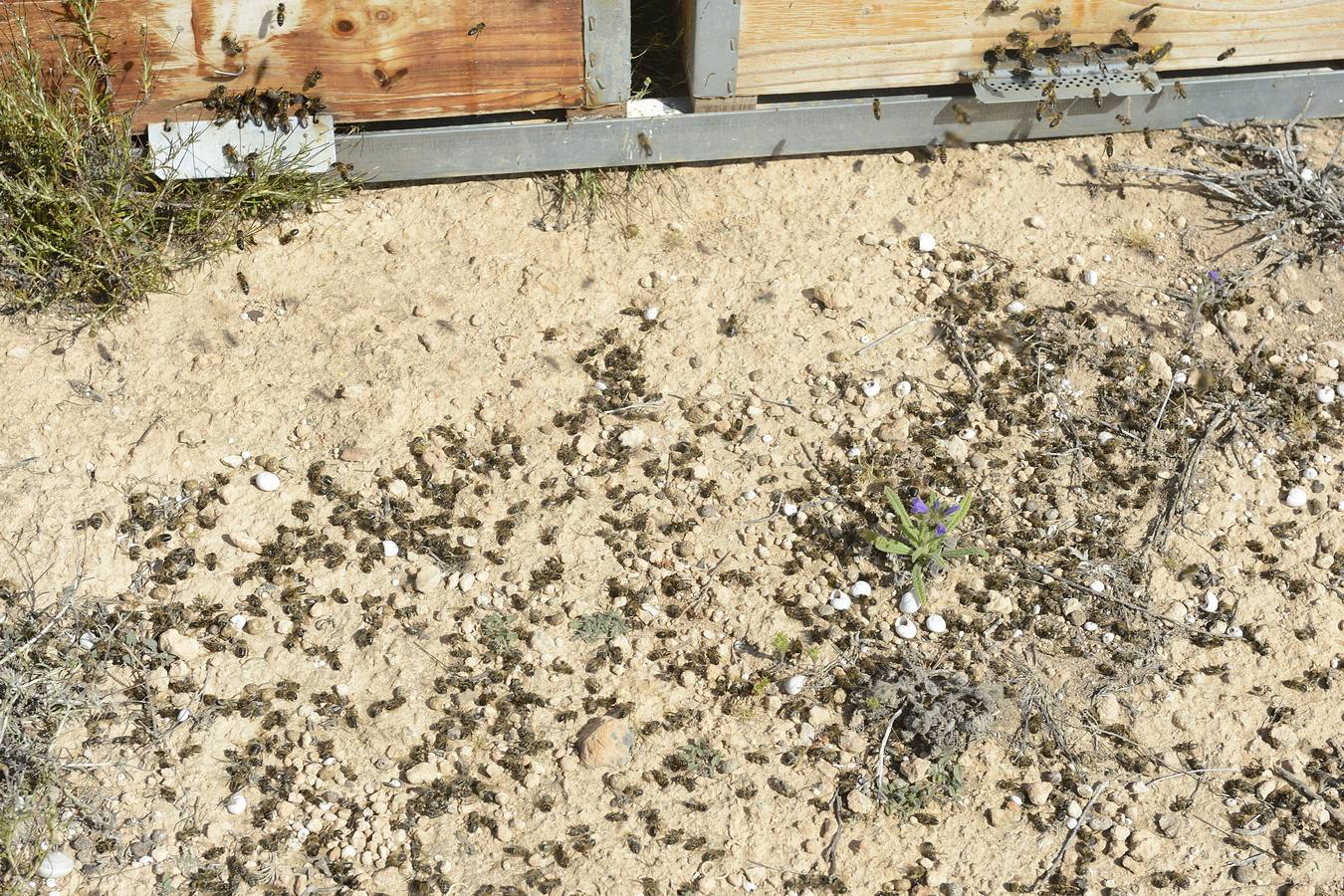 Ana Marín y Cristóbal Martínez, apicultores de Caravaca y propietarios de Miel Fuente Marqués, llevan 15 años al frente de su particular y numerosísimo 'rebaño' de unos 90 millones de cabezas.