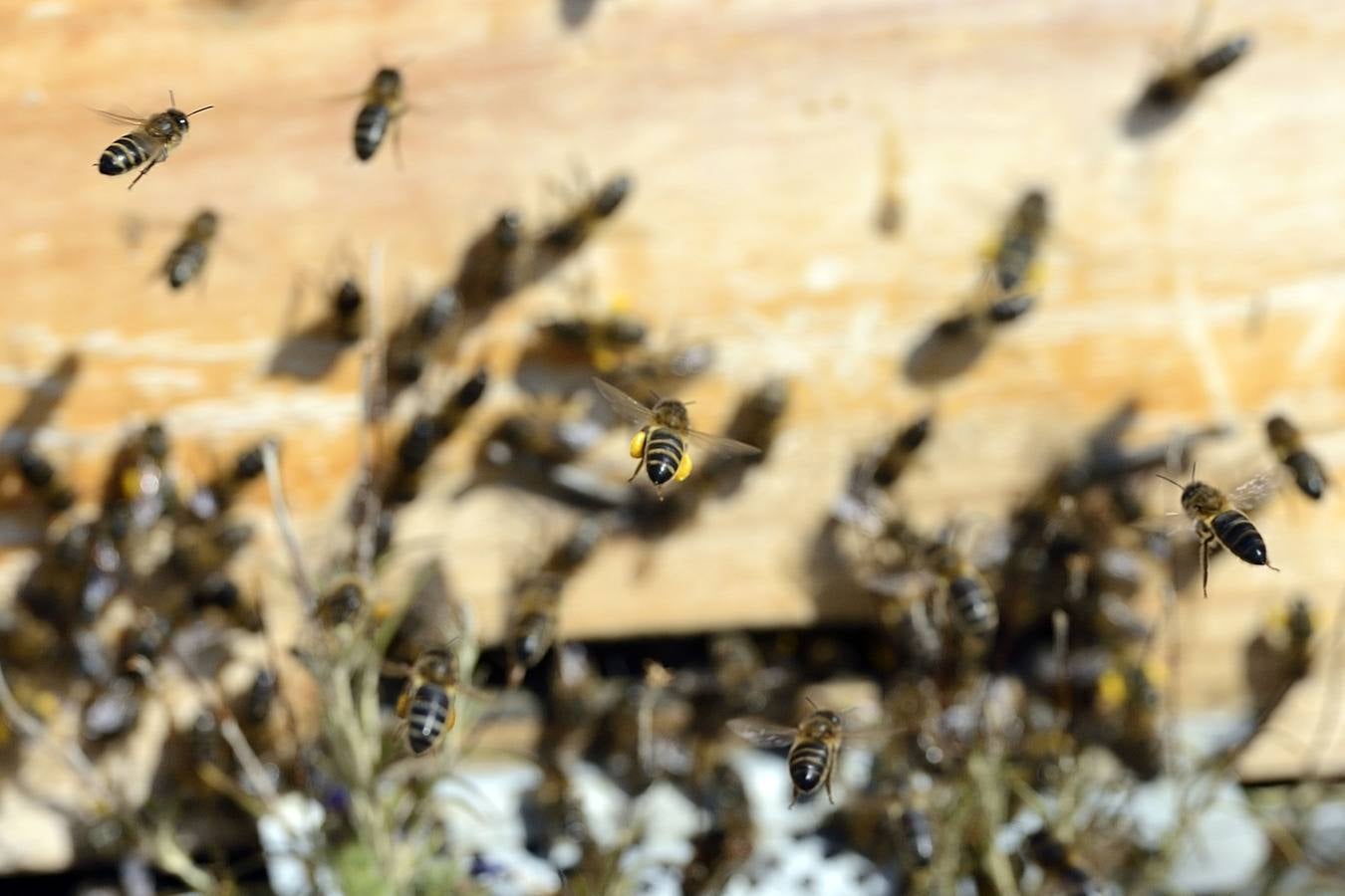 Ana Marín y Cristóbal Martínez, apicultores de Caravaca y propietarios de Miel Fuente Marqués, llevan 15 años al frente de su particular y numerosísimo 'rebaño' de unos 90 millones de cabezas.
