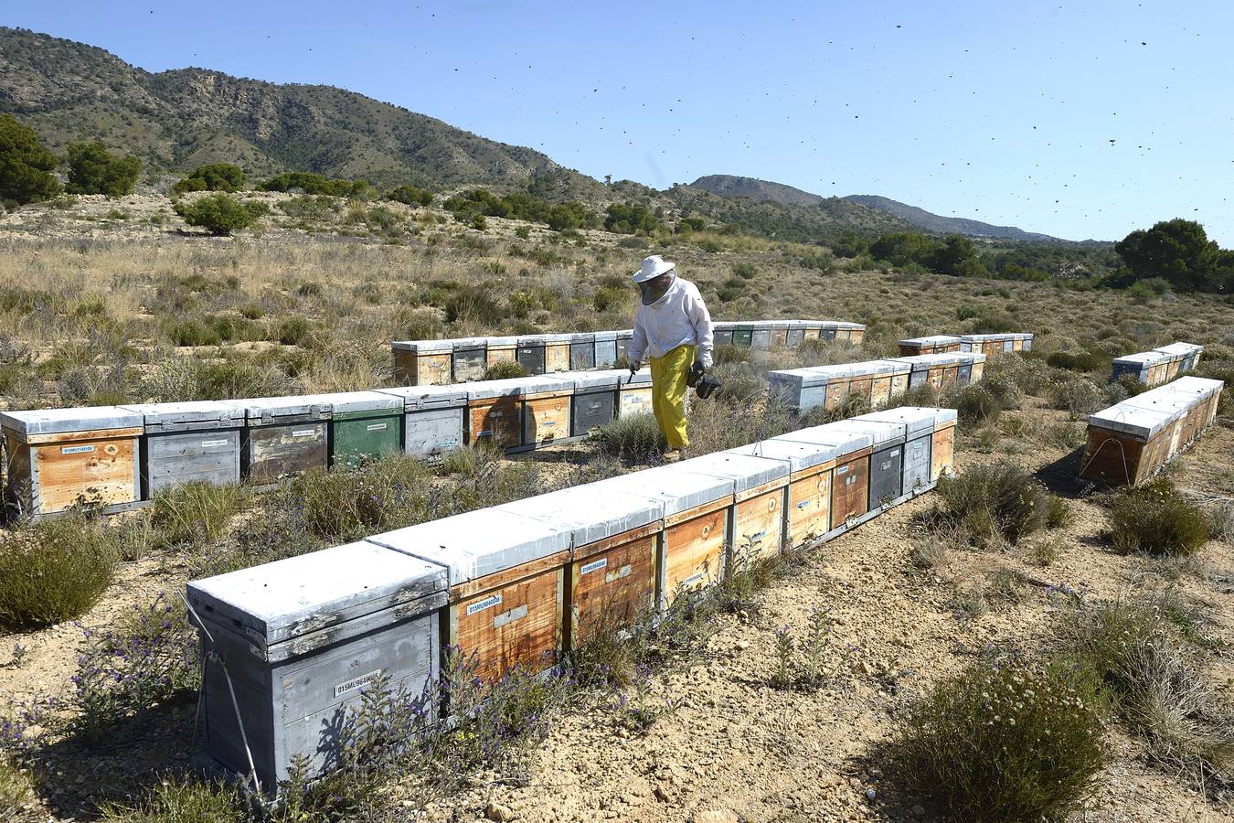 Ana Marín y Cristóbal Martínez, apicultores de Caravaca y propietarios de Miel Fuente Marqués, llevan 15 años al frente de su particular y numerosísimo 'rebaño' de unos 90 millones de cabezas.