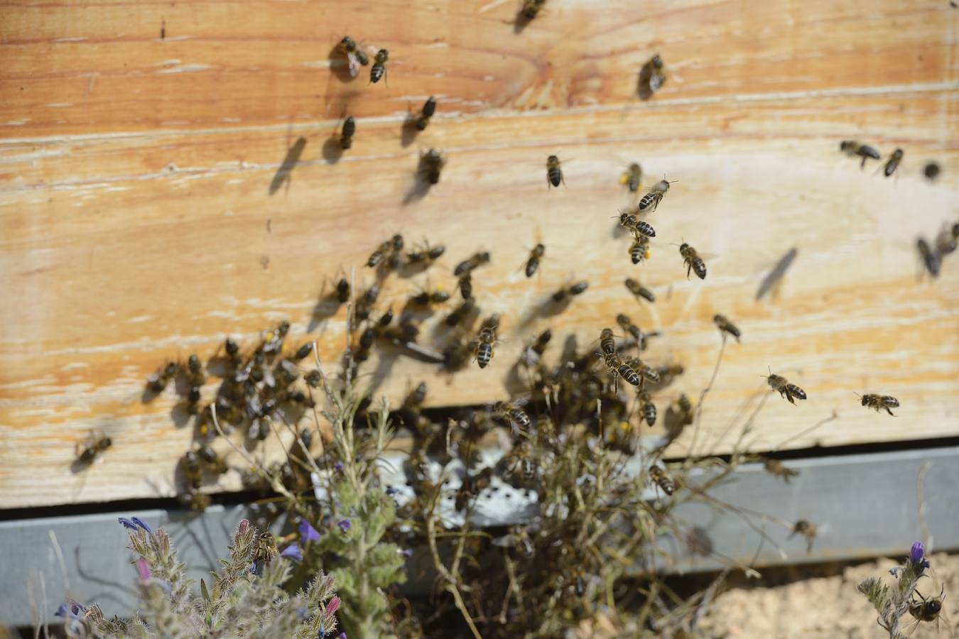 Ana Marín y Cristóbal Martínez, apicultores de Caravaca y propietarios de Miel Fuente Marqués, llevan 15 años al frente de su particular y numerosísimo 'rebaño' de unos 90 millones de cabezas.
