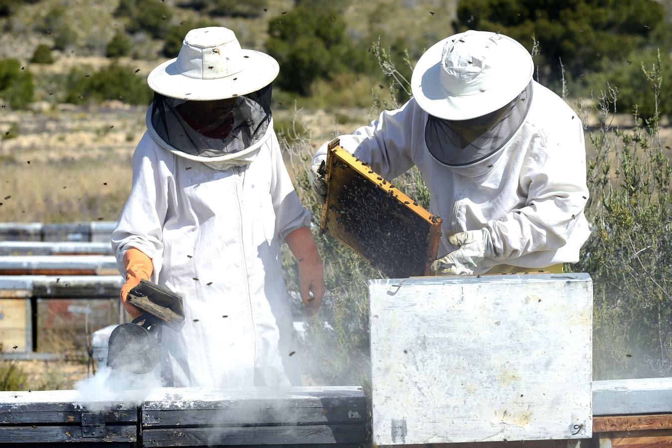 Ana Marín y Cristóbal Martínez, apicultores de Caravaca y propietarios de Miel Fuente Marqués, llevan 15 años al frente de su particular y numerosísimo 'rebaño' de unos 90 millones de cabezas.