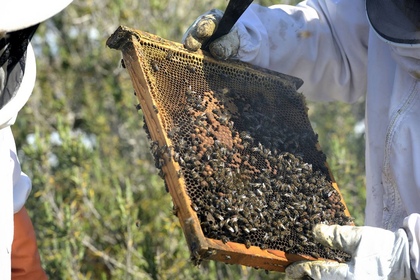Ana Marín y Cristóbal Martínez, apicultores de Caravaca y propietarios de Miel Fuente Marqués, llevan 15 años al frente de su particular y numerosísimo 'rebaño' de unos 90 millones de cabezas.
