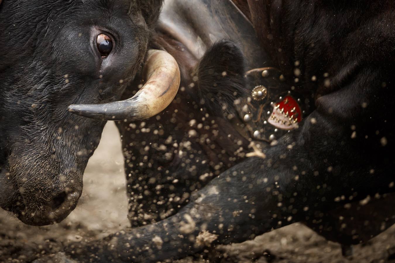 Vacas Herens chocan sus cuernos durante la ronda de clasificación de la final nacional de la raza d'Herens en Aproz, Suiza. Cada año, cuando se llevan a los pastos alpinos, se prueba la fuerza de las vacas y lucha por el liderazgo de la manada. La competencia continúa hasta que una nueva reina ha obligado a todas las otras vacas a retirarse.