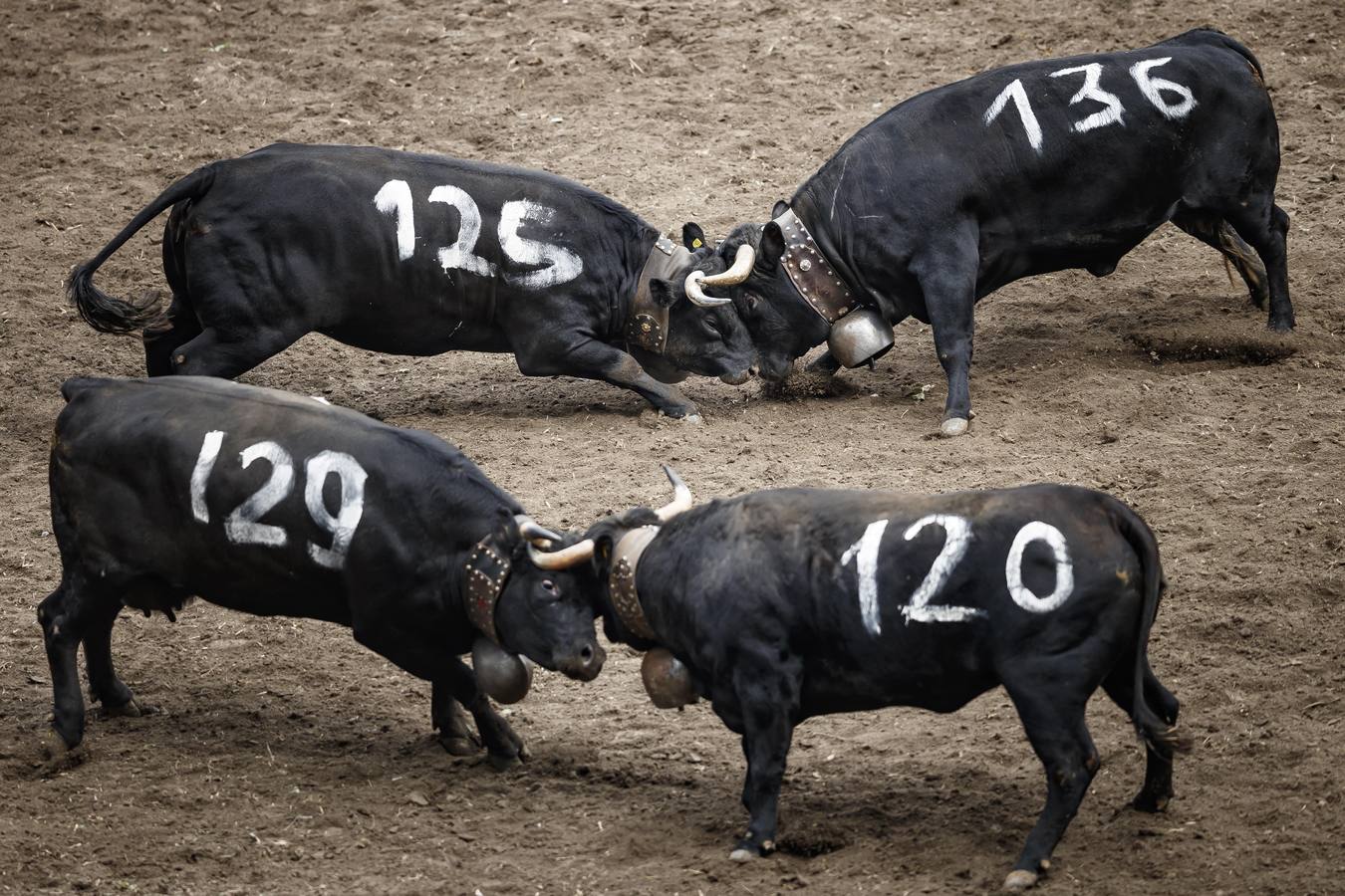 Vacas Herens chocan sus cuernos durante la ronda de clasificación de la final nacional de la raza d'Herens en Aproz, Suiza. Cada año, cuando se llevan a los pastos alpinos, se prueba la fuerza de las vacas y lucha por el liderazgo de la manada. La competencia continúa hasta que una nueva reina ha obligado a todas las otras vacas a retirarse.