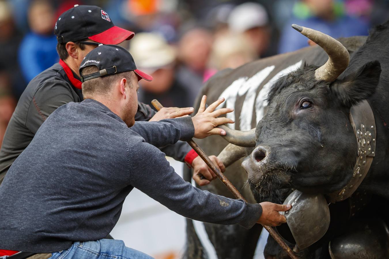 Vacas Herens chocan sus cuernos durante la ronda de clasificación de la final nacional de la raza d'Herens en Aproz, Suiza. Cada año, cuando se llevan a los pastos alpinos, se prueba la fuerza de las vacas y lucha por el liderazgo de la manada. La competencia continúa hasta que una nueva reina ha obligado a todas las otras vacas a retirarse.