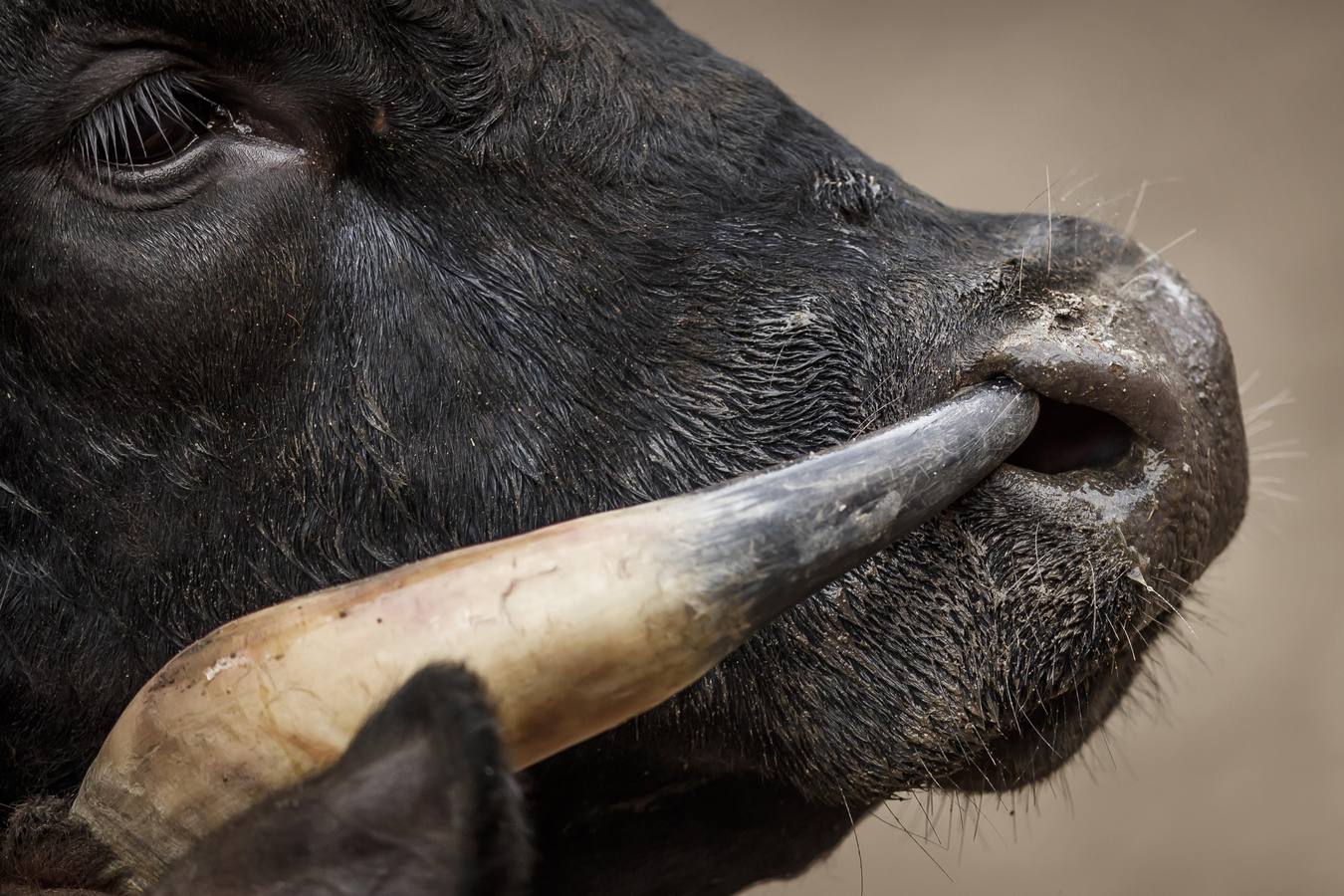 Vacas Herens chocan sus cuernos durante la ronda de clasificación de la final nacional de la raza d'Herens en Aproz, Suiza. Cada año, cuando se llevan a los pastos alpinos, se prueba la fuerza de las vacas y lucha por el liderazgo de la manada. La competencia continúa hasta que una nueva reina ha obligado a todas las otras vacas a retirarse.