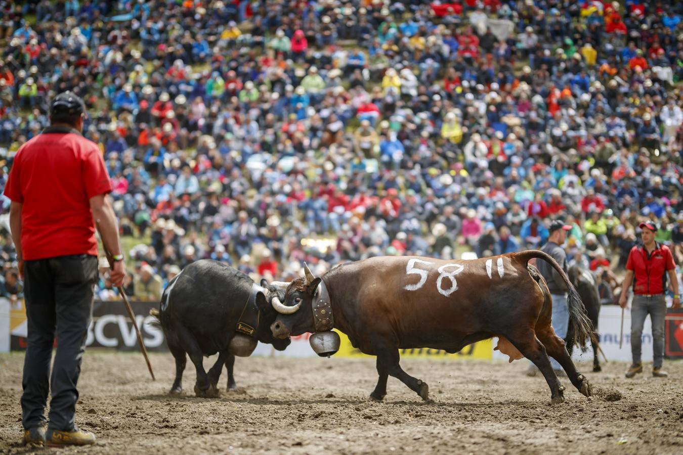 Vacas Herens chocan sus cuernos durante la ronda de clasificación de la final nacional de la raza d'Herens en Aproz, Suiza. Cada año, cuando se llevan a los pastos alpinos, se prueba la fuerza de las vacas y lucha por el liderazgo de la manada. La competencia continúa hasta que una nueva reina ha obligado a todas las otras vacas a retirarse.