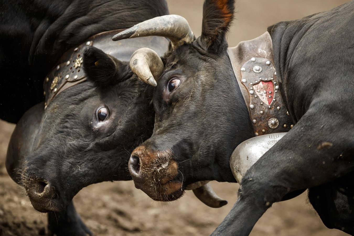 Vacas Herens chocan sus cuernos durante la ronda de clasificación de la final nacional de la raza d'Herens en Aproz, Suiza. Cada año, cuando se llevan a los pastos alpinos, se prueba la fuerza de las vacas y lucha por el liderazgo de la manada. La competencia continúa hasta que una nueva reina ha obligado a todas las otras vacas a retirarse.