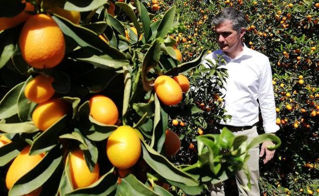 El consejero Miguel Ángel del Amor visita un cultivo de kumquat.