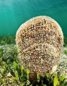 Imagen secundaria 2 - Una medusa huevo frito ('Cotylorhiza tuberculata') en la superficie del Mar Menor, al amanecer. | Un gobio de roca ('Gobius cobitis') devora un pez. | Ejemplar de nacra ('Pinna nobilis') en el Mar Menor.
