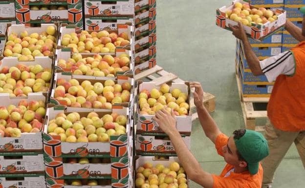 Varios trabajadores almacenan fruta en una imagen de archivo.
