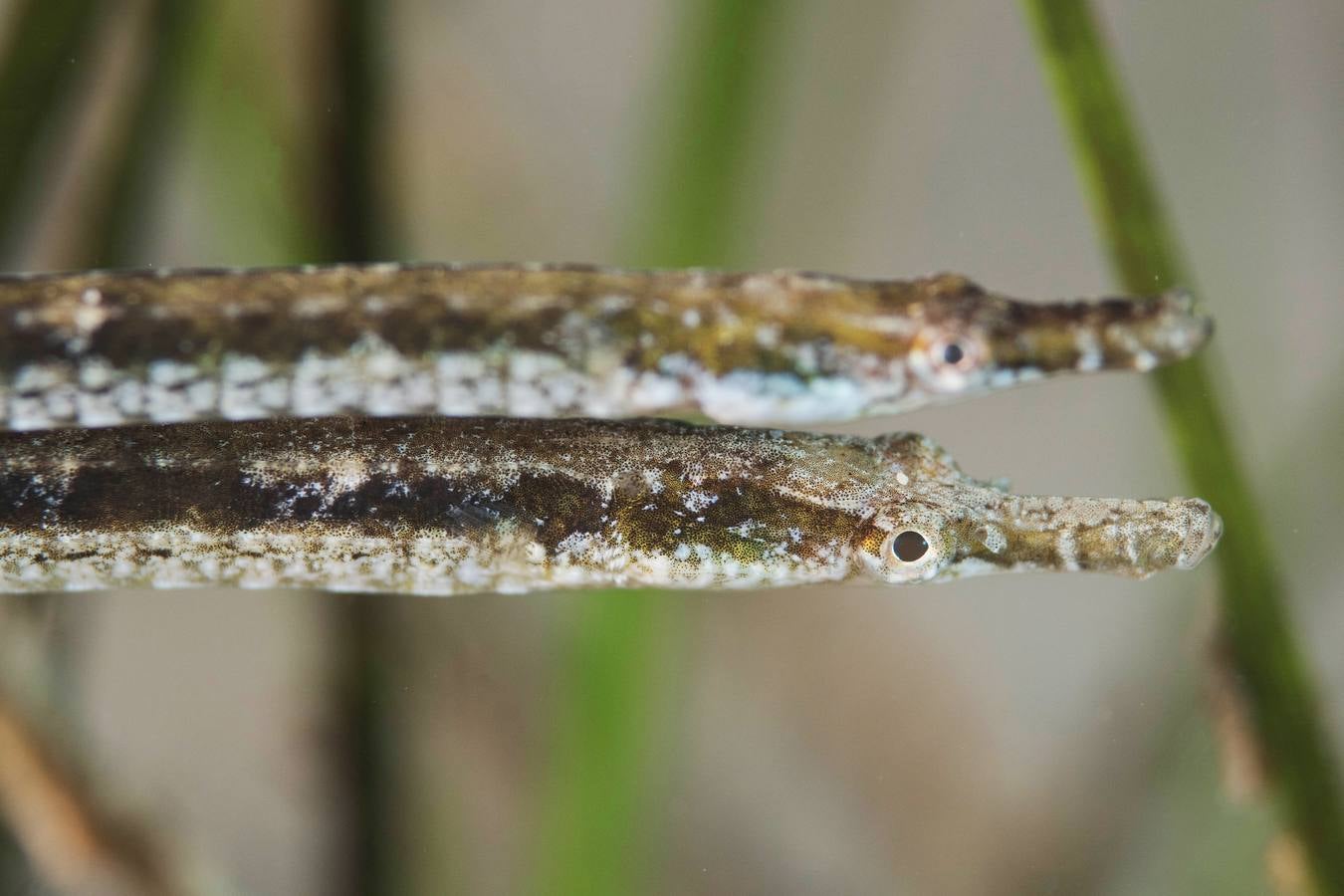 Pareja de aguja de río (‘Syngnathus abaster’). 