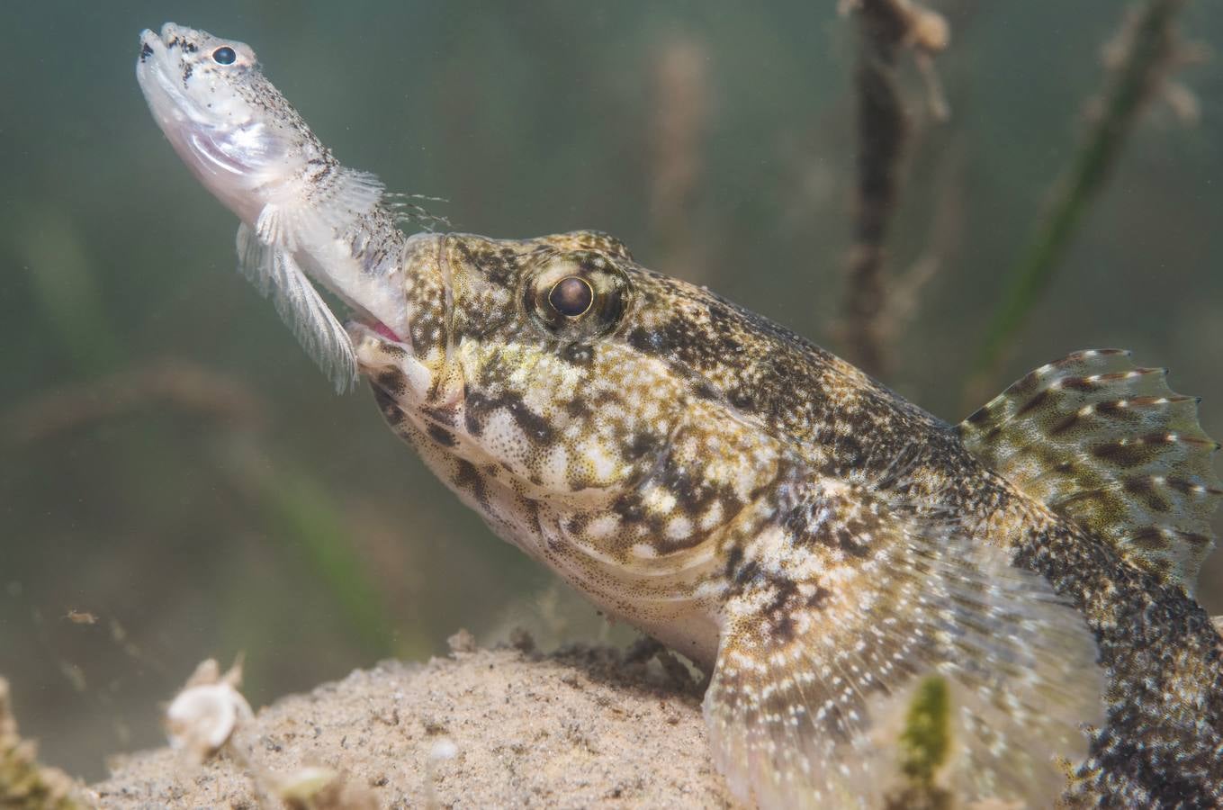 Un gobio de roca (‘Gobius cobitis’) devora un pez.