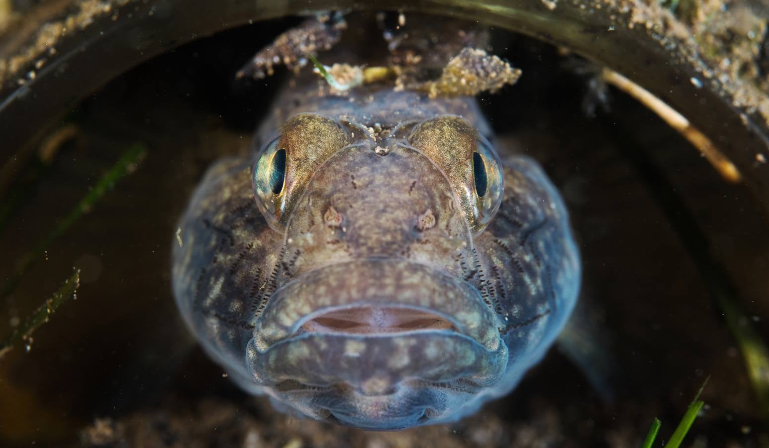 Macho de zorro (‘Gobius niger’) custodia su puesta.